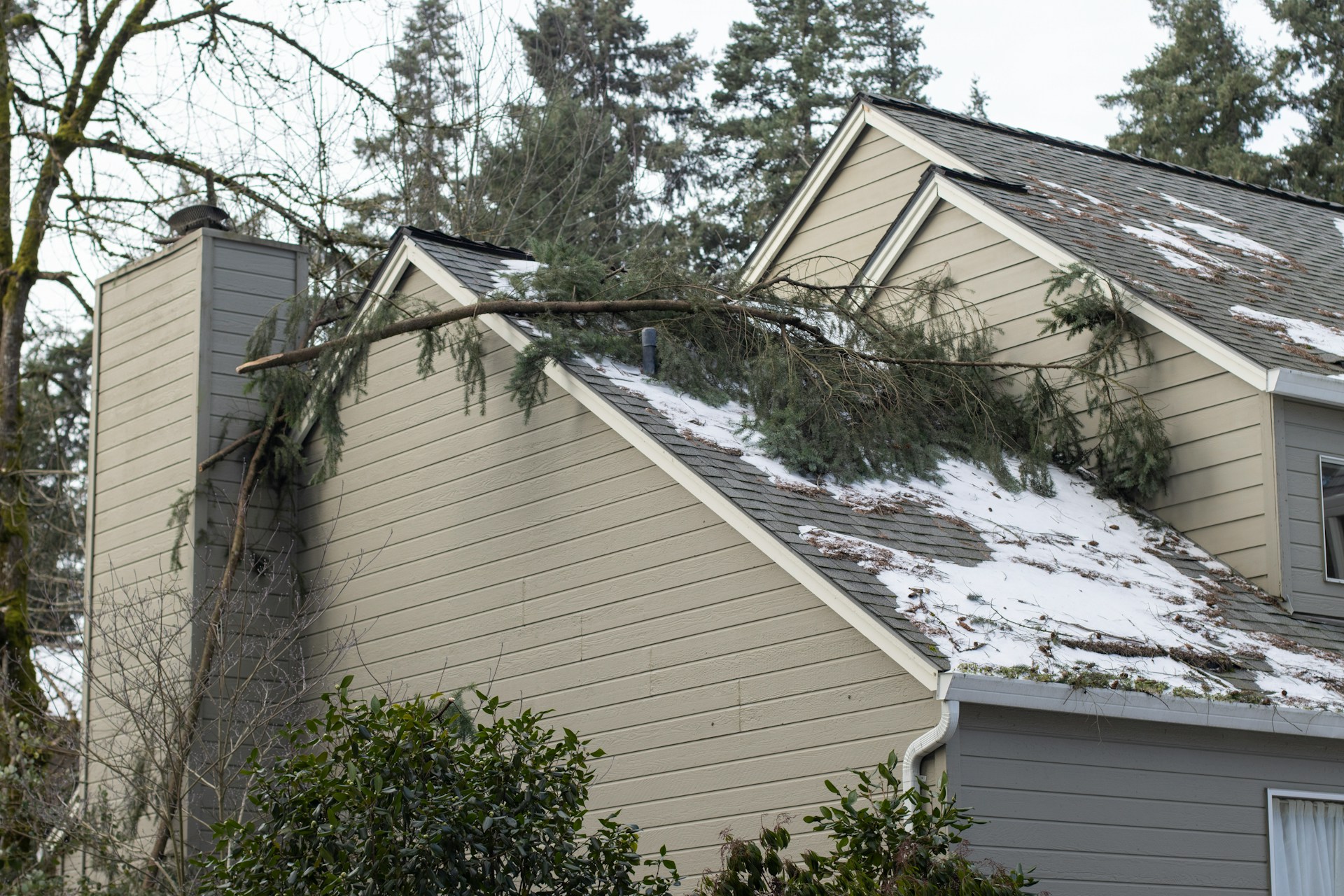 Winter Damage